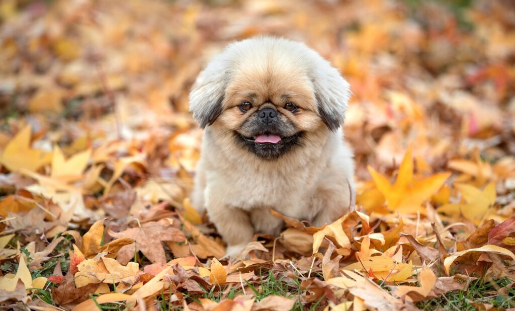 直葬の手続きを簡単に行うためのステップは？