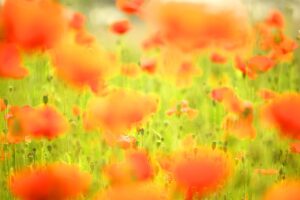 葬儀の形式を選ぶ際のポイントと選び方は？