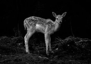 直葬のメリットとデメリットを知っておくべき理由は？