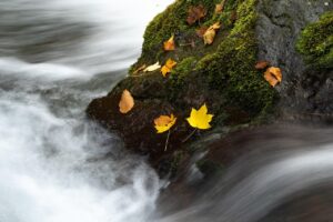 一日葬の流れを知るために必要なポイントは？