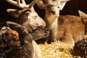 直葬のメリットとはどのようなものですか？