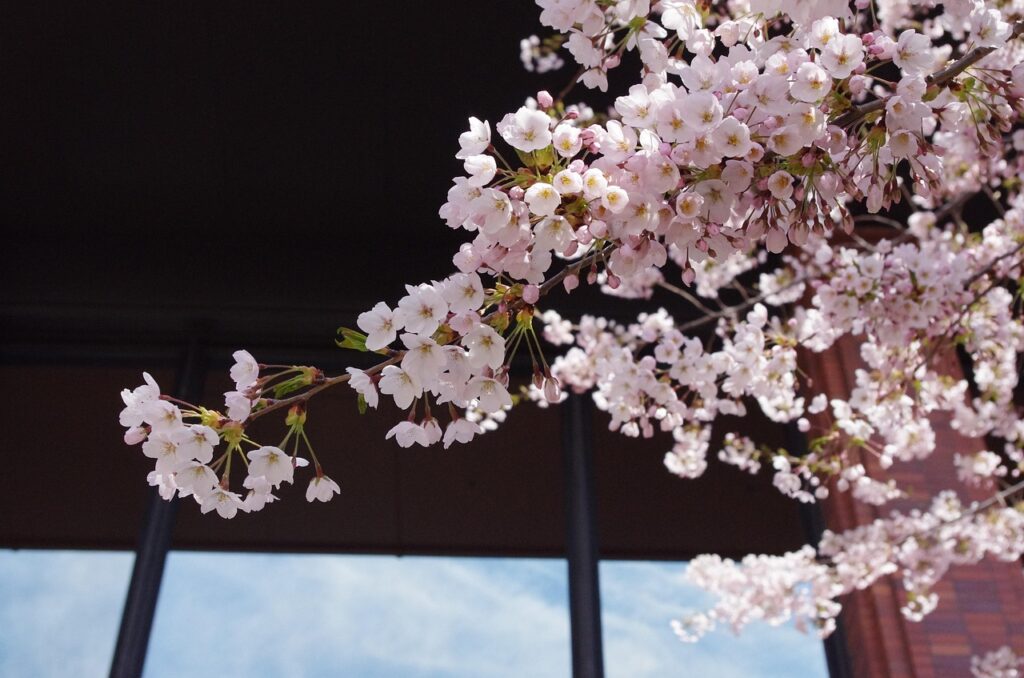 札幌での火葬式に最適なプランとは？