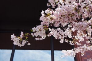 札幌での火葬式に最適なプランとは？