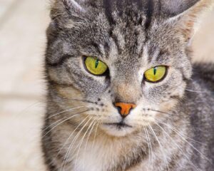 ライブ配信で葬儀を行う際の注意点は？