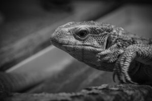 火葬式の完全ガイドで知っておくべき重要ポイントは？