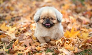 火葬式を選ぶ際のシンプルプランとは何か？